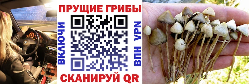 kraken tor  Остров  Галлюциногенные грибы мицелий 